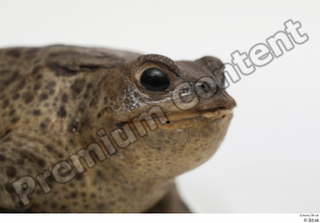 Toad  2 Bufo bufo head 0005.jpg